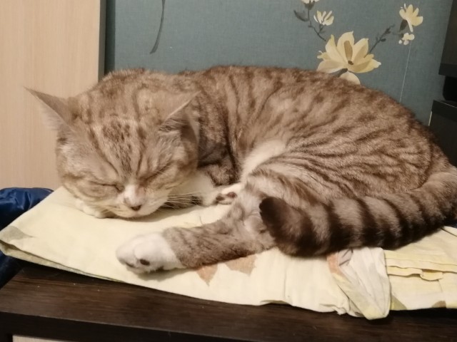 Котовторник!