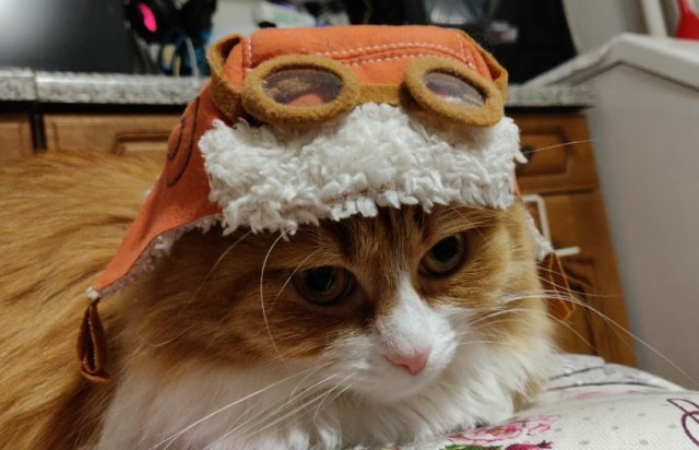 Котовторник же очередной