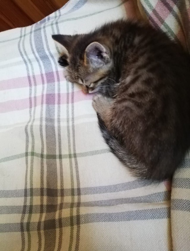 А котовторник уже начался?