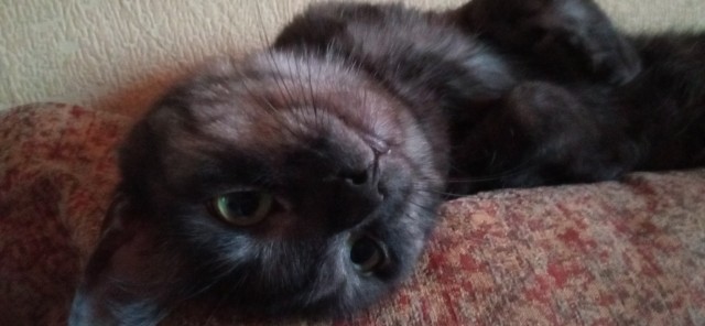 Мои личные котейки к котовторнику!