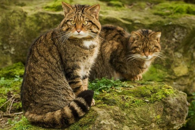 Разные котики