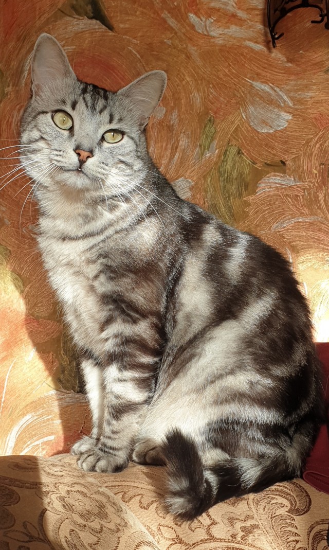 Котовторниковское