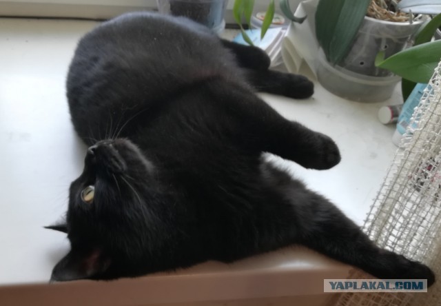 А что это мы котовторник не начинаем? Время пришло!