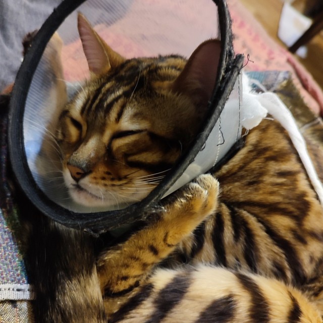 Котовторник. Кошка по имени Овца!