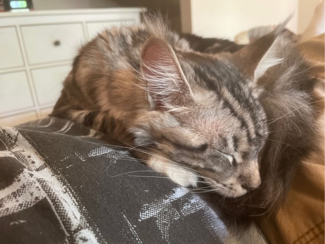 Котовторнику быть