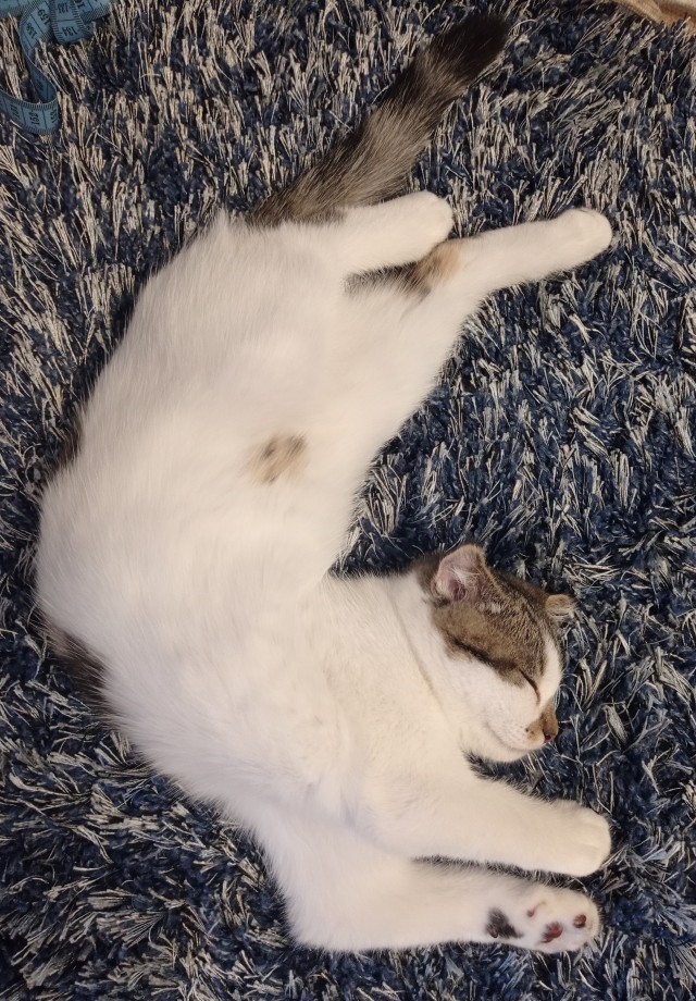 Котовторник 18.10.22