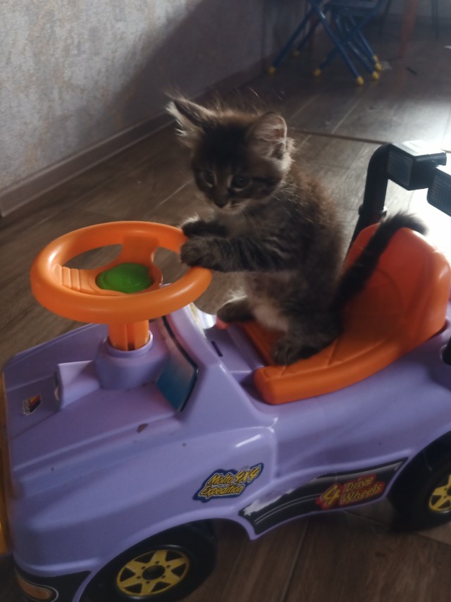 Котовторник 18.10.22