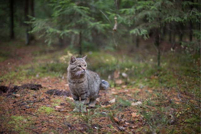 Шерстяной котовторник. Октябрь 2022