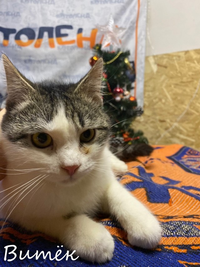 Жизнь домашнего приюта "Котоленд" 369