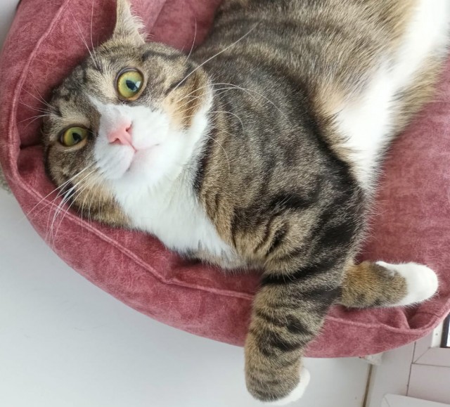 Котодракула