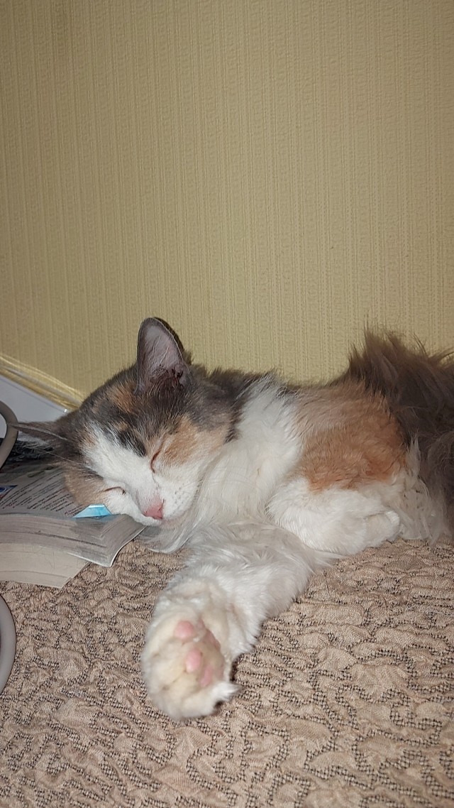 Котовторник
