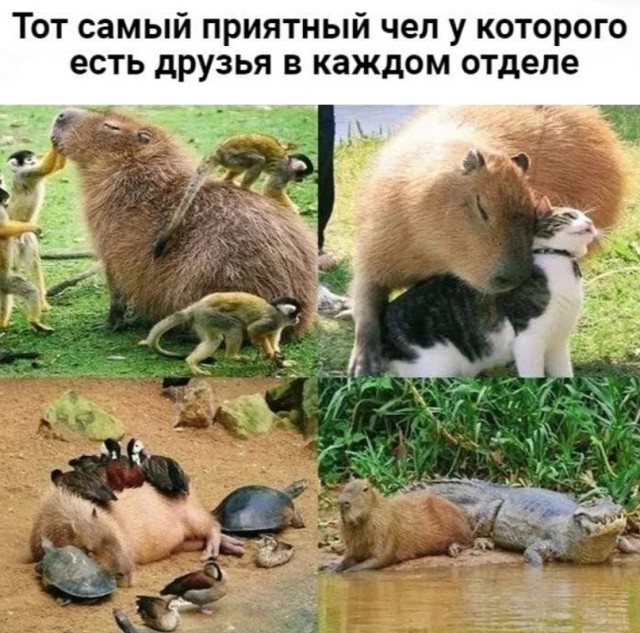 Картинки и мемы для настроения - 181