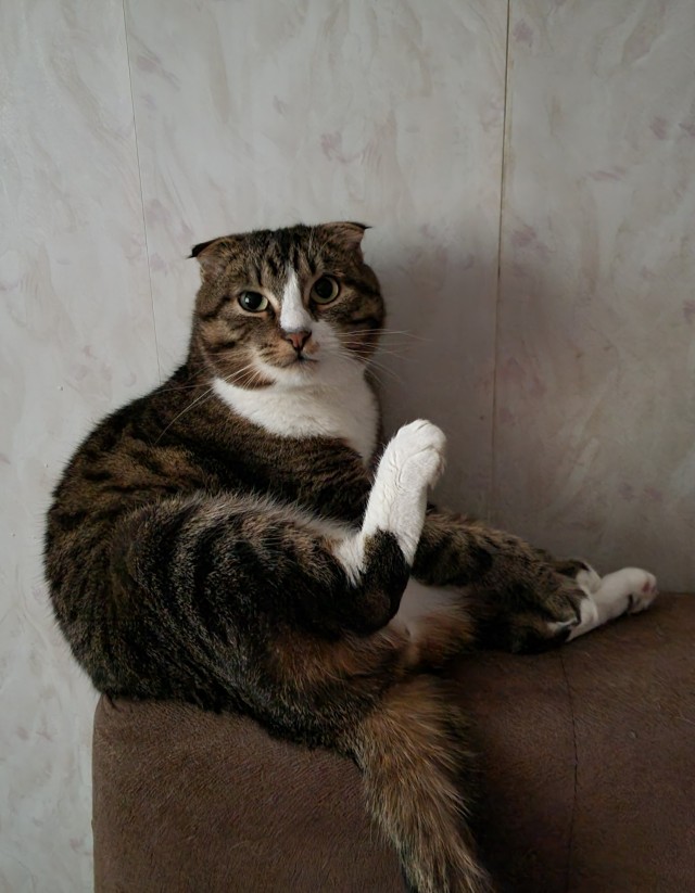 Фрау фон Мышецап