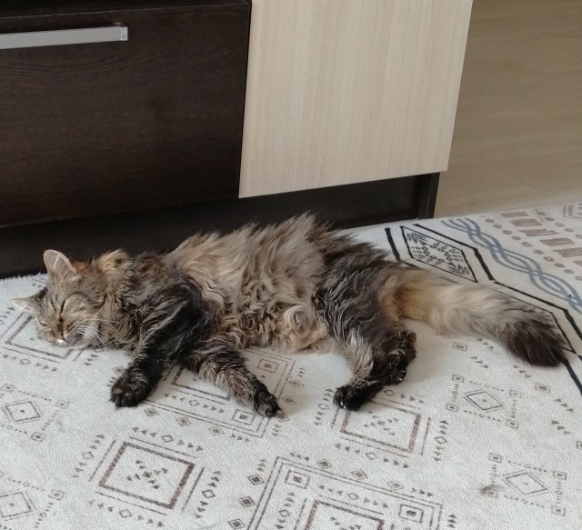 Очень люблю Моего Хозяина