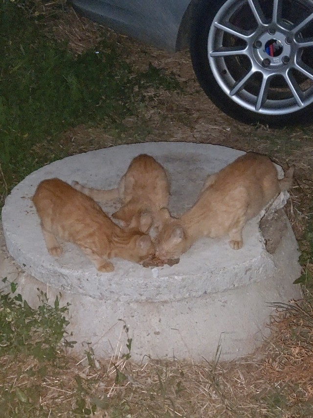 Кошаки на даче