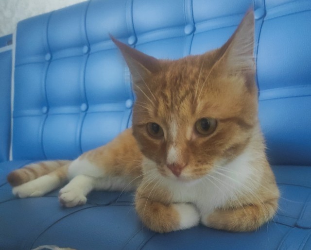 Ищу хозяина кота