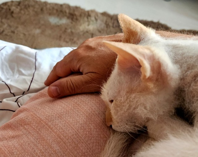К котовторнику, 17 лет стукнуло меховому