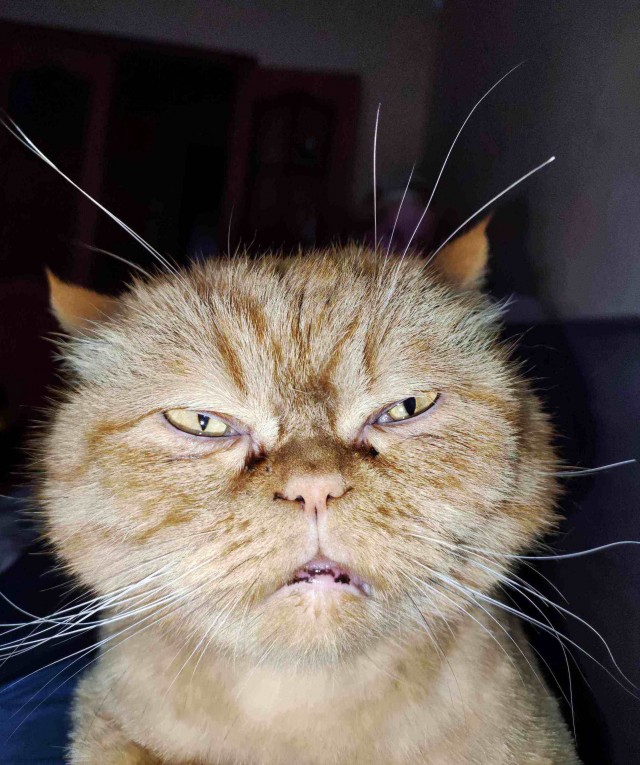 Мой котовторник..