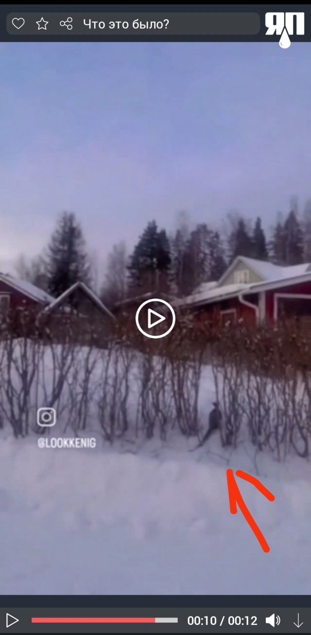 Девочка просто записывала себя на видео, как в кадр резко ворвалась лиса, преследующая зайца