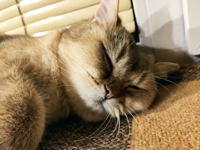 Толстые коты