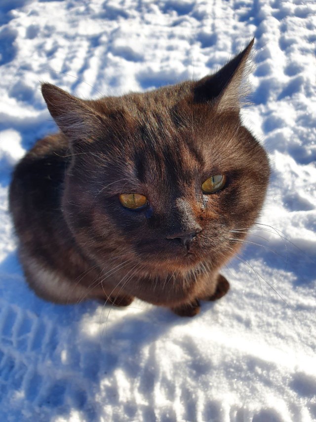 Котовторник 09.04.24