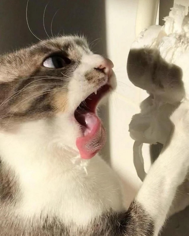 Котовторник в картинках