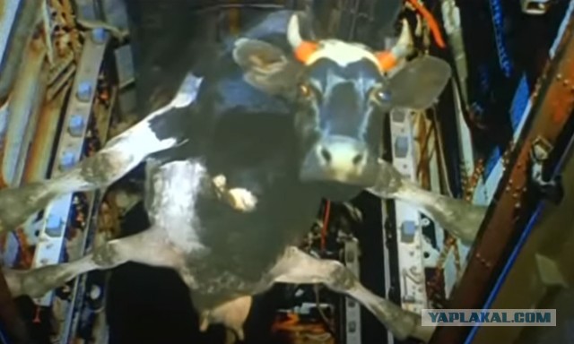 Две жесткие наездницы