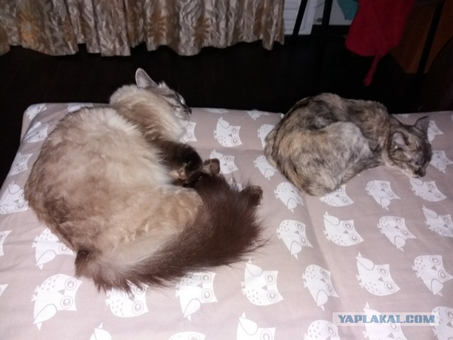Котовторник же!