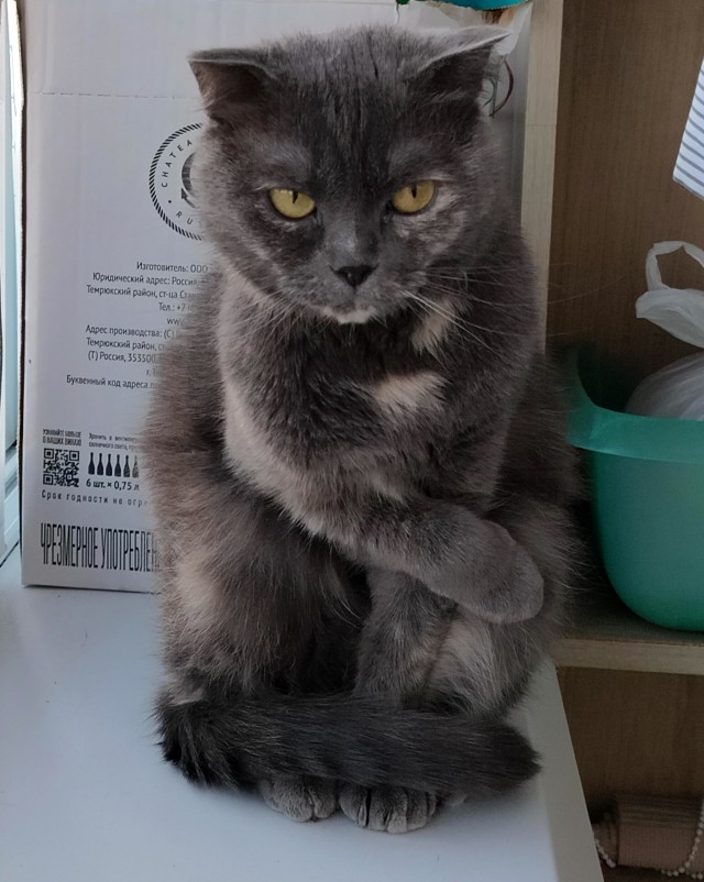 Котовторник 05/11/2024