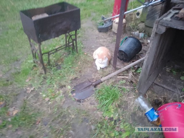 Жизнь домашнего приюта для котеек 520