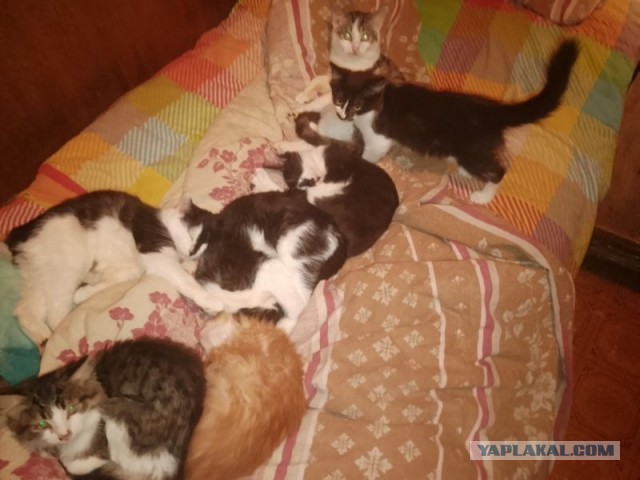 Жизнь домашнего приюта для котеек 522