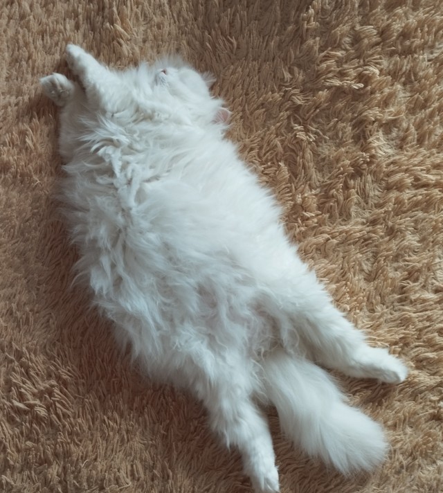 Страшнее кошки зверя нет