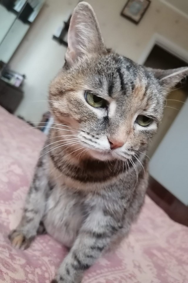Котовторник 31.12.2024. Последний котовторник года