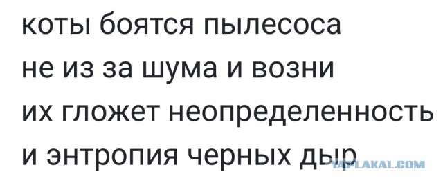 Нестандартные коты