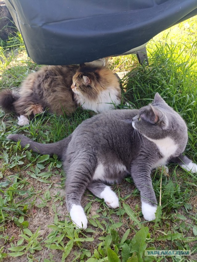 Капелька котовторниковой милоты