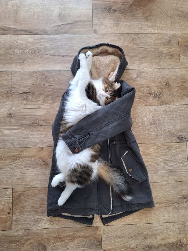 С котовторником!