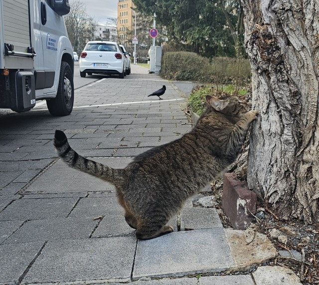 К котовторнику