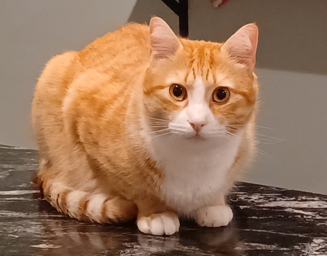 Нашелся таки хозяин (точнее хозяйка)