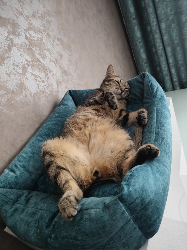 Котов вторник