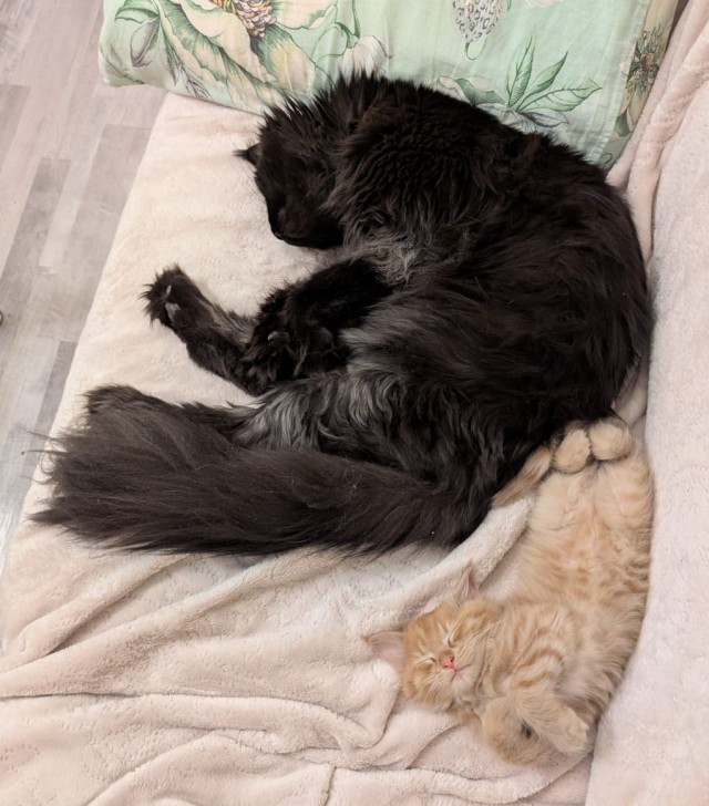 Котофторник жеж