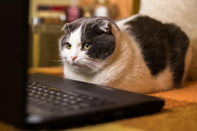 Если Россия полностью перейдёт на «белые списки»  - перестанет работать "умная" техника