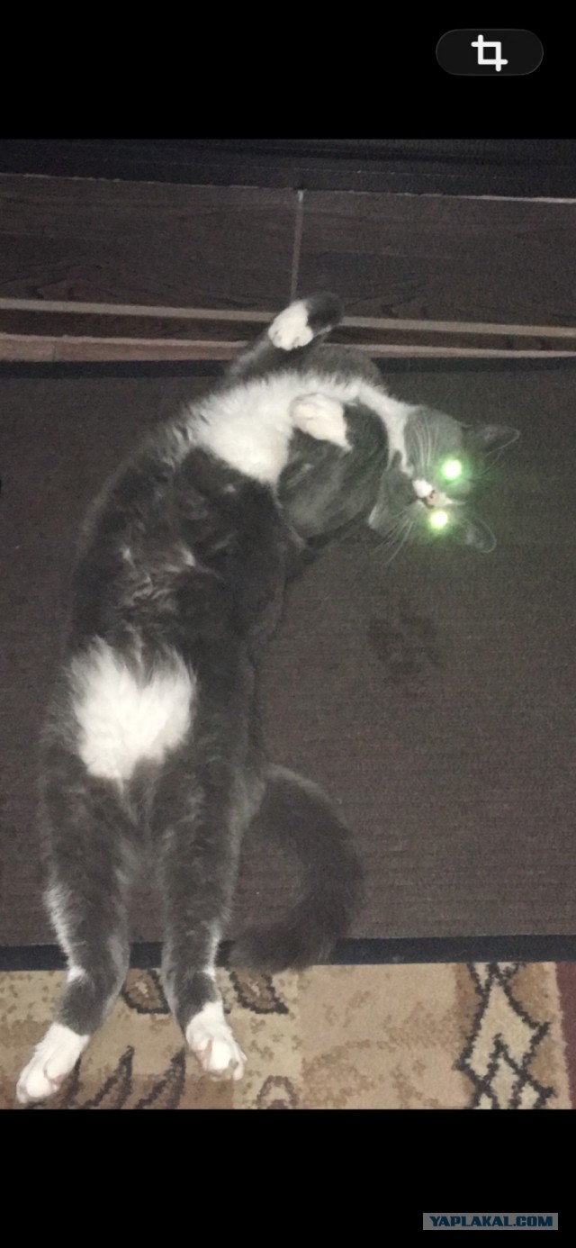 Просто одно котэ