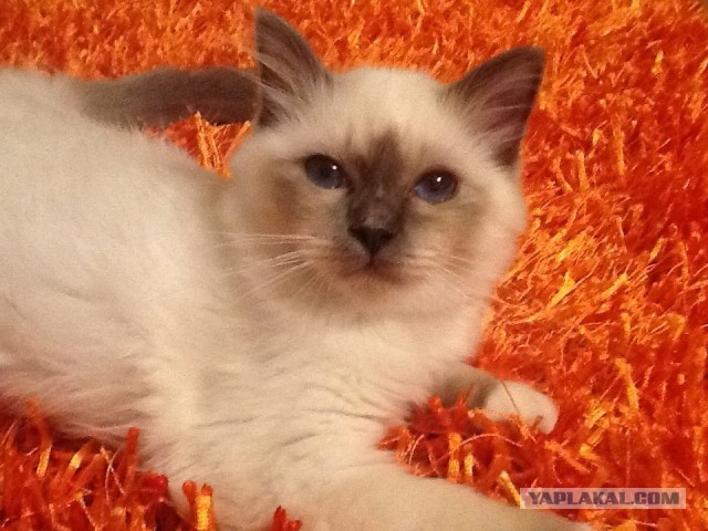 Котовторник 23.07.2013