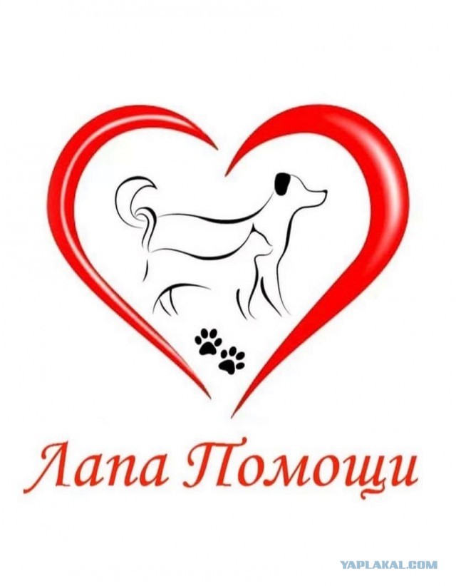 Котиков Вам в ленту