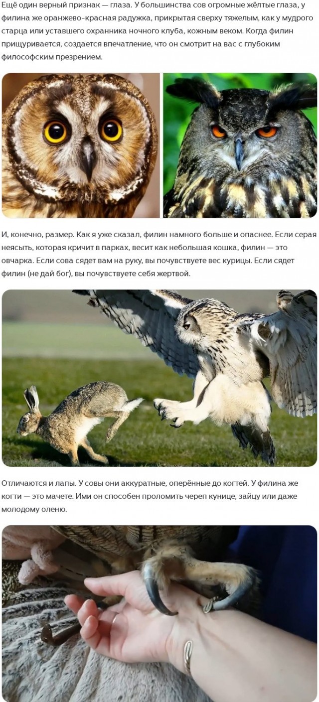 Сова в домашней обстановке