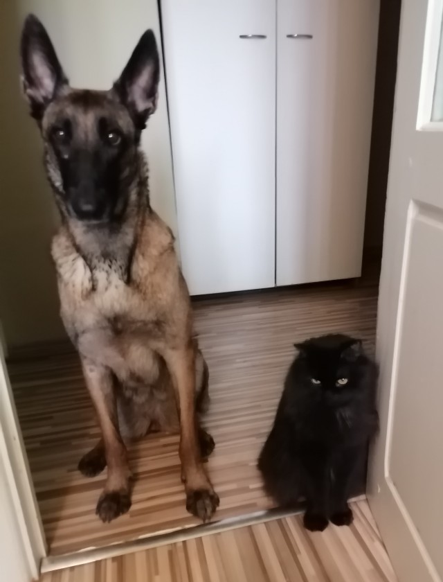 К собако четвергу