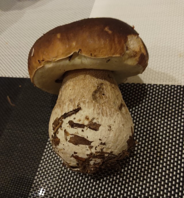 Грибы