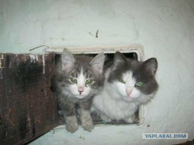 Котовторник   27.08.2013