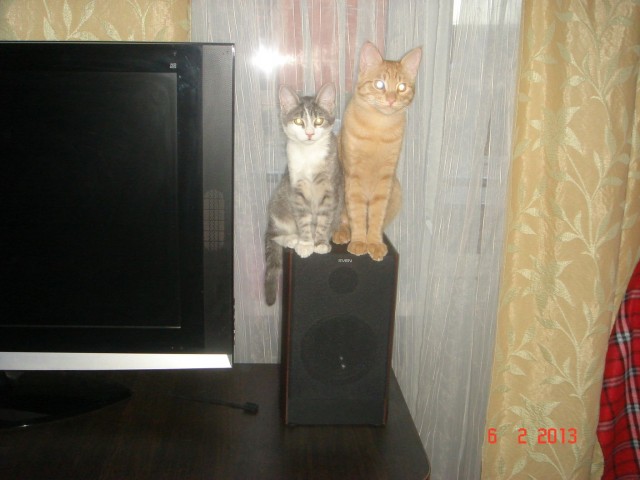 Котейка, который не знает как лежат котейки