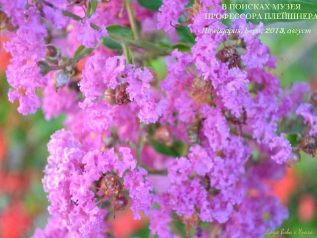 В поисках музея ПрофессораПлейшнера